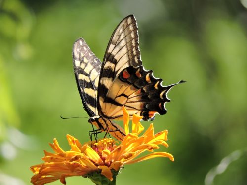 Return Discovery Swallow Tail- AM
